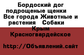 Бордоский дог подрощеные щенки.  - Все города Животные и растения » Собаки   . Крым,Красногвардейское